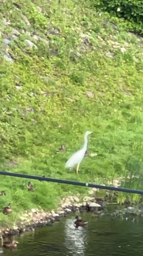 Great Egret