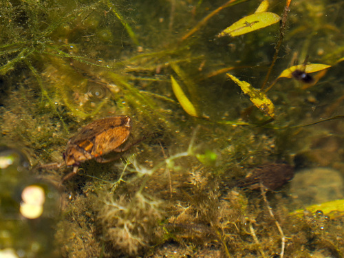 Japanese Giant Water Bug