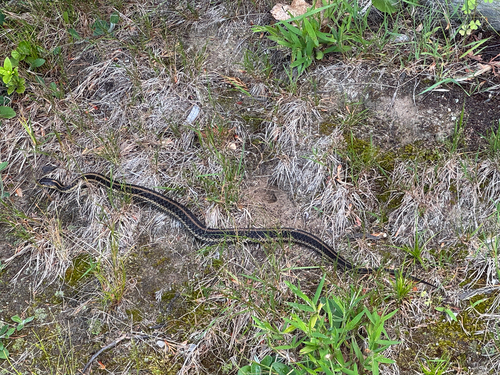 Common Garter Snake