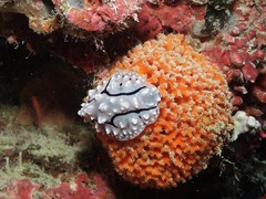 Phyllidiopsis