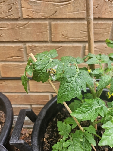 Yellow-haired Sun Fly