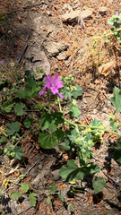 Malva sylvestris