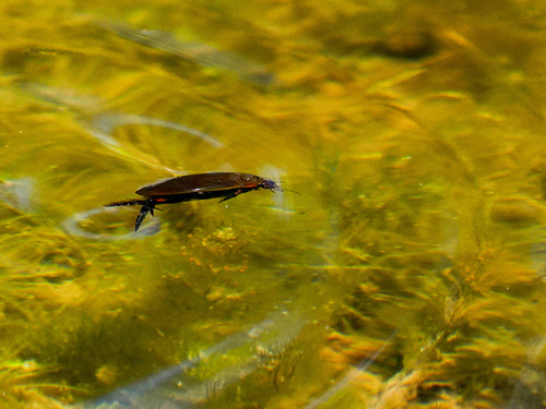 Cybister brevis