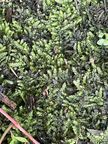 Vesicularia observed 2026-06-27