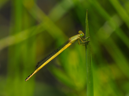 Ceriagrion melanurum
