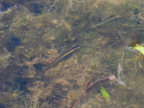 Japanese Ricefish