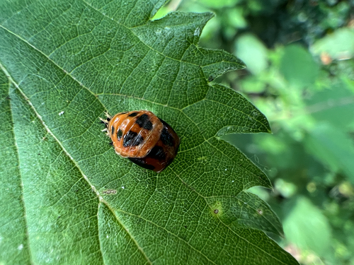 Asian Lady Beetle