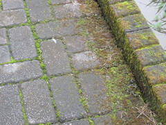 Celastrina lavendularis himilcon