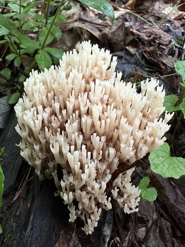 crown-tipped coral fungus · June 2026 · photo: Photo: (c) brendanboyd, some rights reserved (CC BY) · iNaturalist