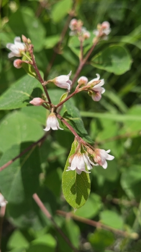 spreading dogbane