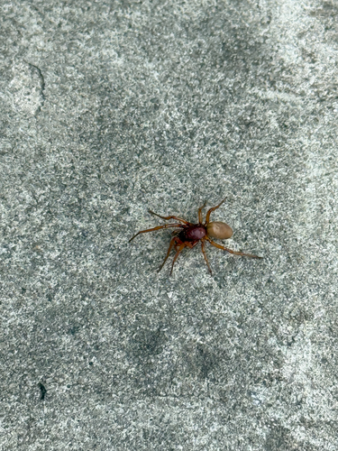 Woodlouse Spider