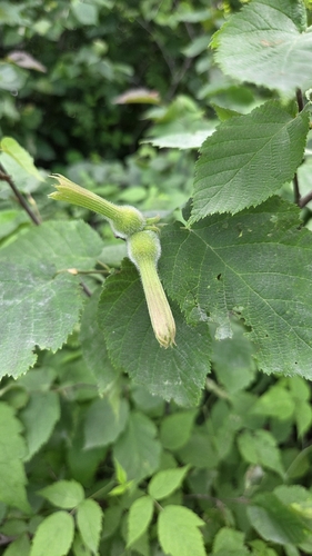 beaked hazelnut