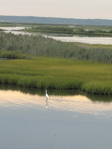 Snowy Egret