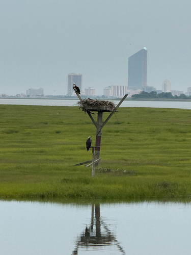 Osprey