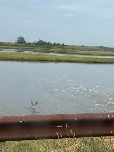 Black Skimmer