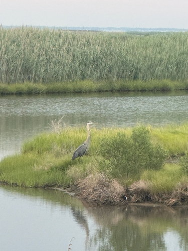 Great Blue Heron