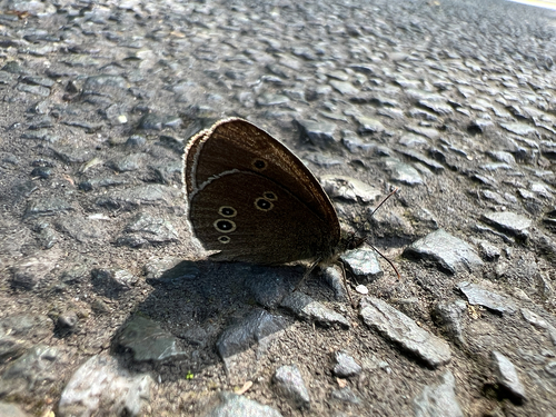 Ringlet
