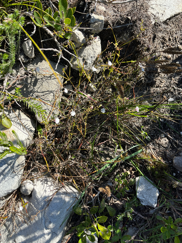 Nemesia diffusa, photograph 5