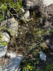 Nemesia diffusa, photograph (c) Dave U, some rights reserved (CC BY-SA)