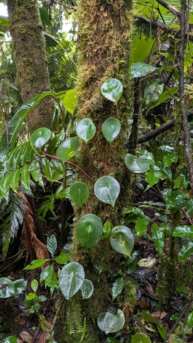 Peperomia hernandiifolia, photograph 3