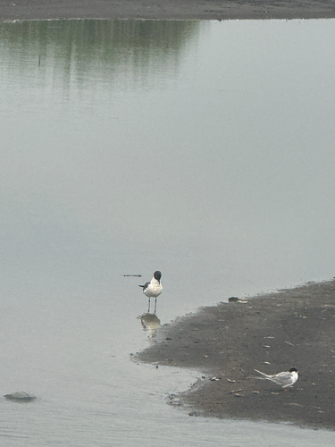 Laughing Gull