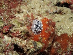 Phyllidiopsis