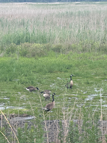 Canada Goose
