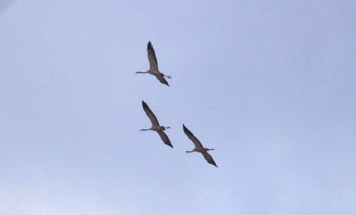 Common Crane (Grus grus), photo 9