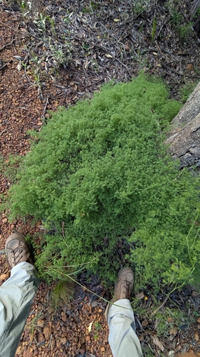 Weeping Asparagus