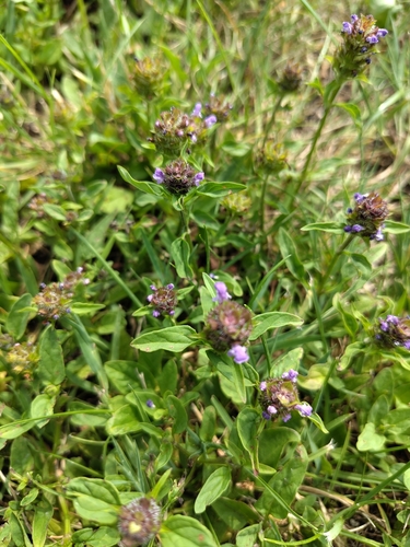 common selfheal
