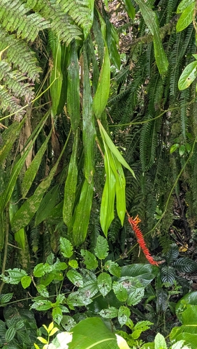 Pitcairnia brittoniana