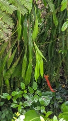Pitcairnia brittoniana