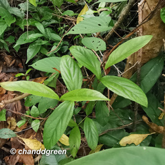 Viburnum sempervirens