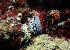 Phyllidiopsis