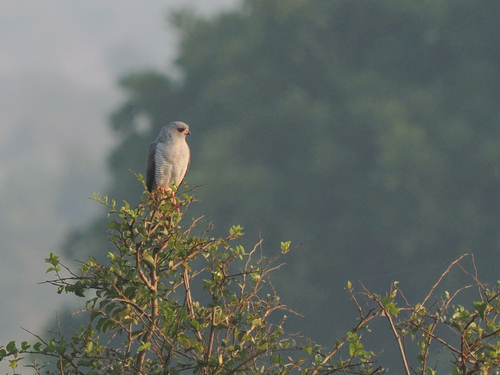 Southern Gabar Goshawk