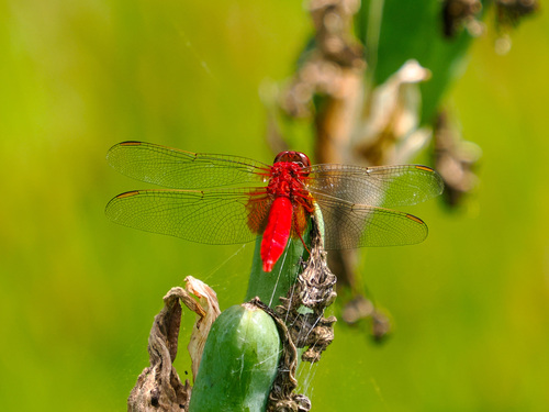 Crocothemis servilia mariannae