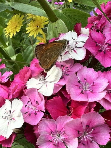 Large Skipper