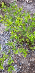 Jasminum multiflorum