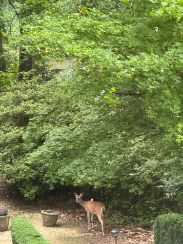 White-tailed Deer
