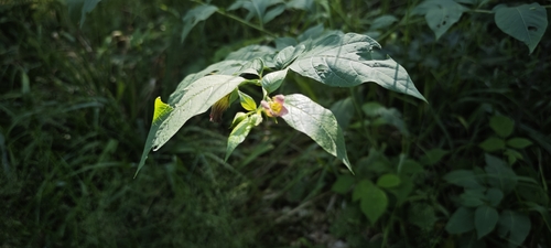 Deadly Nightshade
