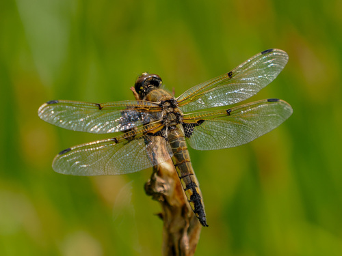 Libellula quadrimaculata asahinai