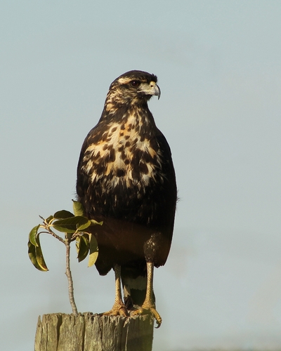 Great Black Hawk