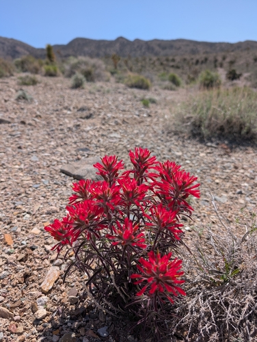 Castilleja chromosa, photograph 4
