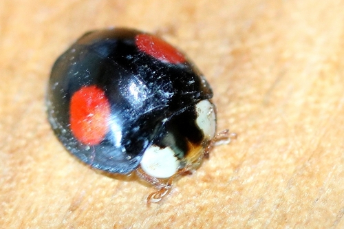 Asiatischer Marienkäfer