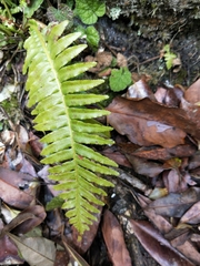 Plagiogyria stenoptera