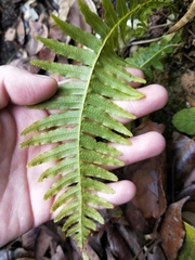 Plagiogyria stenoptera