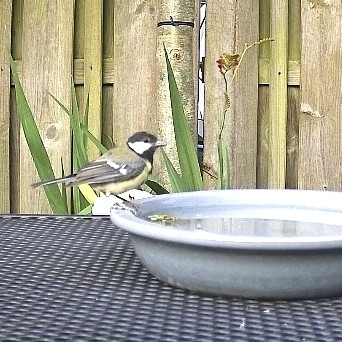 Great Tit