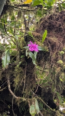 Sobralia amabilis