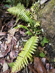 Plagiogyria stenoptera