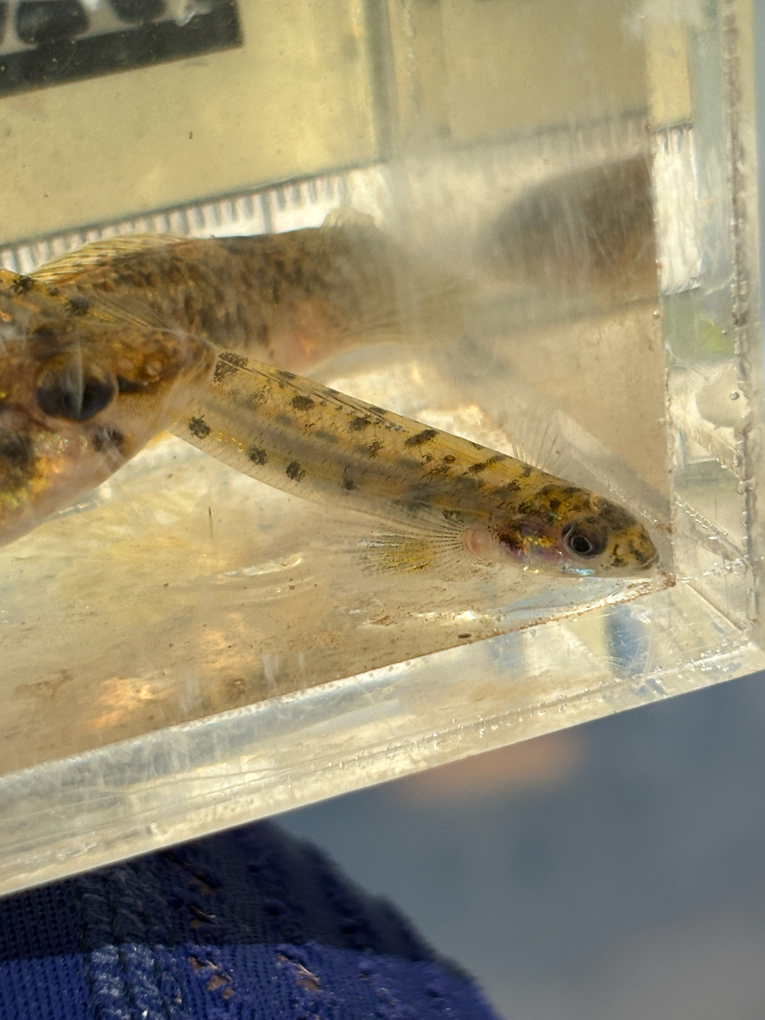 Southern Sand Darter photo 5